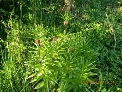 Crown Imperial (Fritillaria imperialis) - real photo