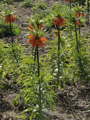 Crown Imperial (Fritillaria imperialis) - real photo