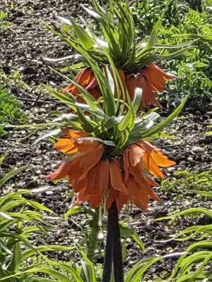 Crown Imperial (Fritillaria imperialis) - real photo
