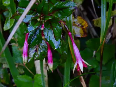 Fuchsia - real photo