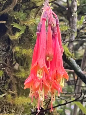 Fuchsia - real photo