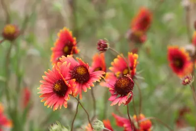 Blanket Flower (Gaillardia) - real photo