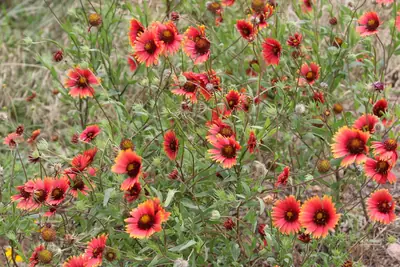 Blanket Flower (Gaillardia) - real photo