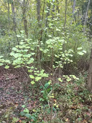 Ginkgo (Ginkgo biloba) - real photo