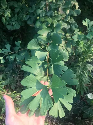 Ginkgo (Ginkgo biloba) - real photo
