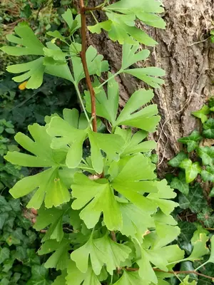 Ginkgo (Ginkgo biloba) - real photo