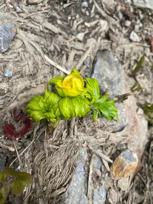 Globeflower (Trollius) - real photo
