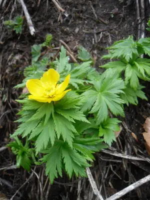Globeflower (Trollius) - real photo