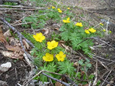 Globeflower (Trollius) - real photo