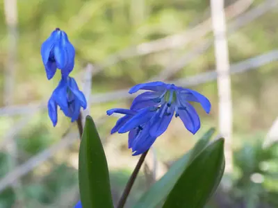 Glory of the Snow (Scilla) - real photo