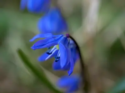 Glory of the Snow (Scilla) - real photo
