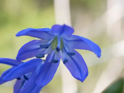 Glory of the Snow (Scilla) - real photo