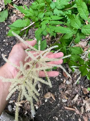 Goatsbeard (Aruncus dioicus) - real photo