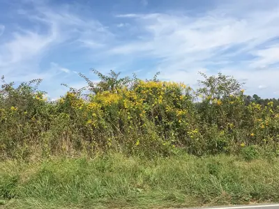 Goldenrod (Solidago) - real photo