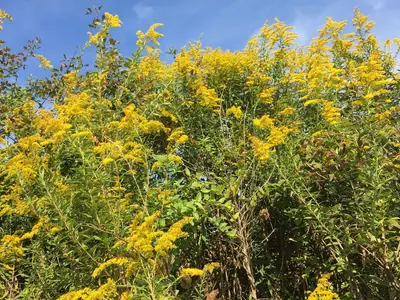 Goldenrod (Solidago) - real photo