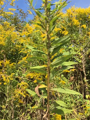Goldenrod (Solidago) - real photo
