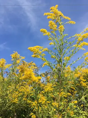 Goldenrod (Solidago) - real photo