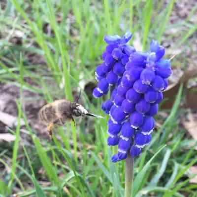 Grape Hyacinth (Muscari) - real photo