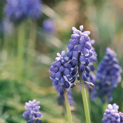 Grape Hyacinth (Muscari) - real photo