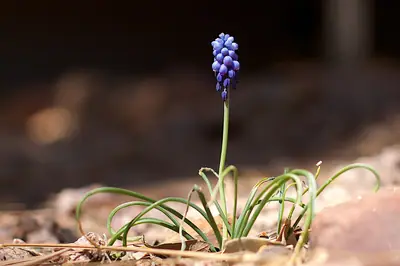 Grape Hyacinth (Muscari) - real photo