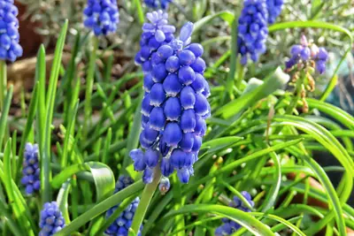 Grape Hyacinth (Muscari) - real photo