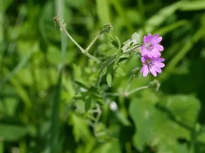 Hardy Geranium (Geranium) - real photo
