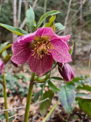 Hellebore (Helleborus) - real photo