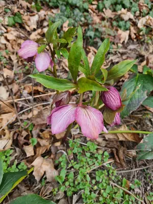 Hellebore (Helleborus) - real photo