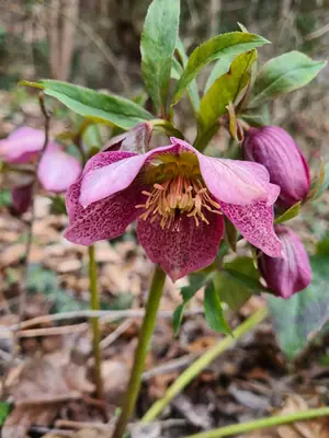 Hellebore (Helleborus) - real photo