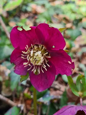 Hellebore (Helleborus) - real photo