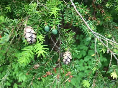 Eastern Hemlock (Tsuga canadensis) - real photo