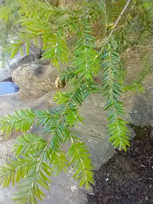 Eastern Hemlock (Tsuga canadensis) - real photo