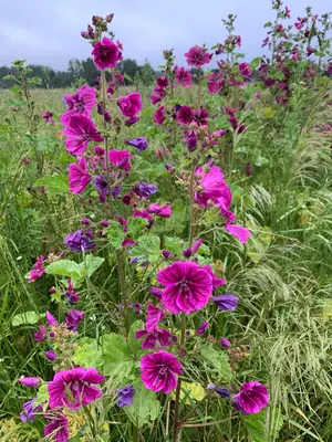 Hollyhock (Alcea rosea) - real photo