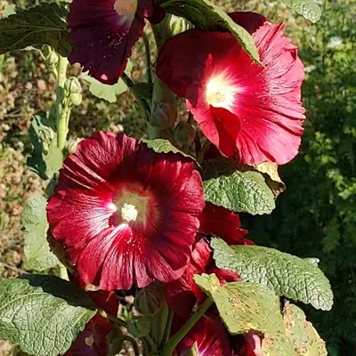 Hollyhock (Alcea rosea) - real photo