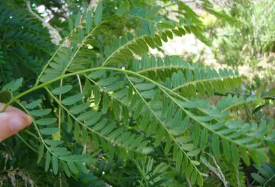 Honeylocust (Gleditsia triacanthos) - real photo