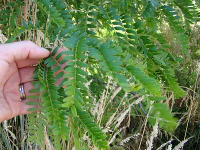 Honeylocust (Gleditsia triacanthos) - real photo
