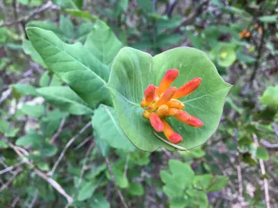Honeysuckle (Lonicera) - real photo
