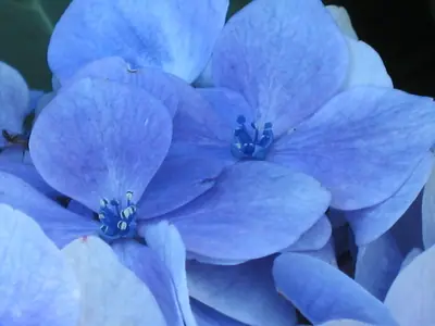 Bigleaf Hydrangea (Hydrangea macrophylla) - real photo