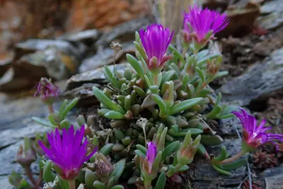 Ice Plant (Delosperma) - real photo
