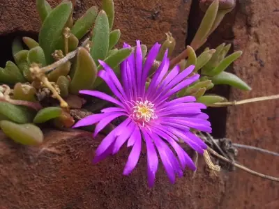 Ice Plant (Delosperma) - real photo