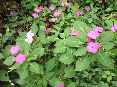 Impatiens (Impatiens walleriana) - real photo