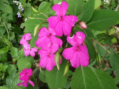 Impatiens (Impatiens walleriana) - real photo