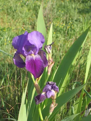 Bearded Iris (Iris germanica) - real photo