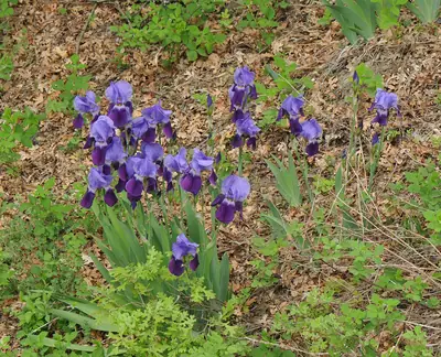 Bearded Iris (Iris germanica) - real photo
