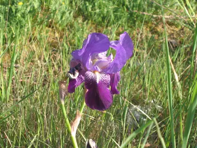 Bearded Iris (Iris germanica) - real photo