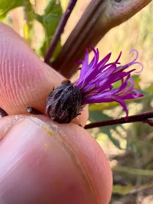 Ironweed (Vernonia) - real photo