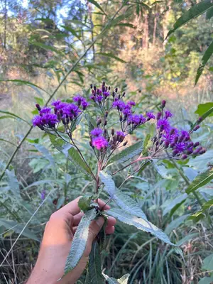 Ironweed (Vernonia) - real photo
