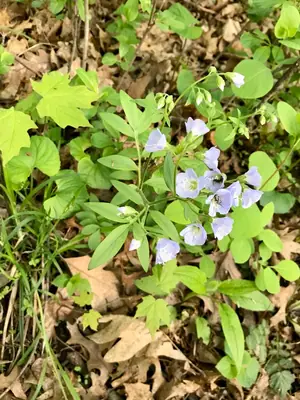 Jacob's Ladder (Polemonium) - real photo