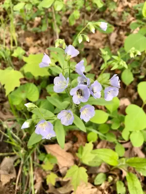 Jacob's Ladder (Polemonium) - real photo