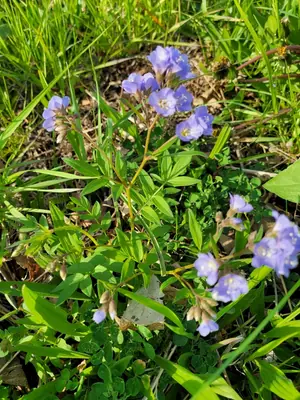 Jacob's Ladder (Polemonium) - real photo